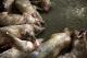 Shanghai Waters Fill Up With 12,000 Dead Pigs